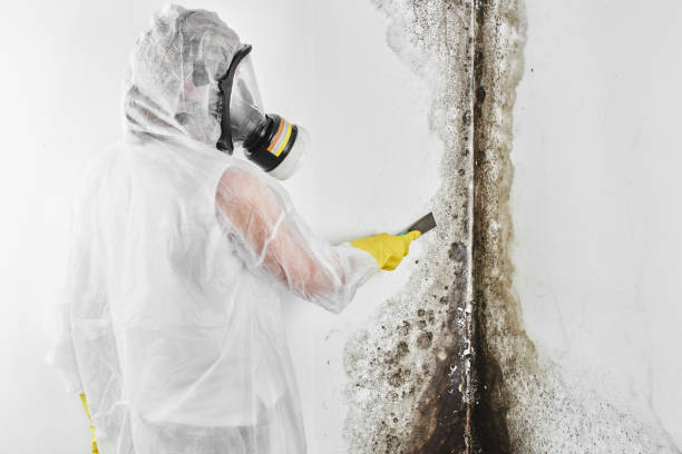 Mold Testing and Removal in Lochearn, MD