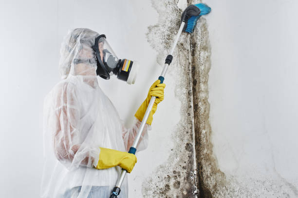 Best Professional Mold Removal  in Lochearn, MD