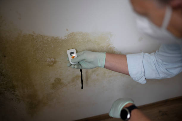 Attic Mold Removal in Lochearn, MD