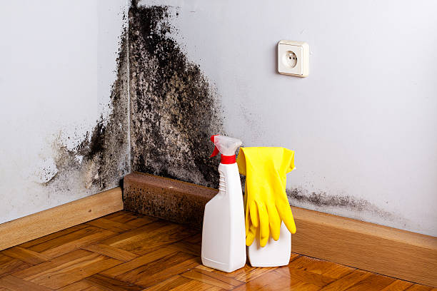 Best Best Mold Removal Companies  in Lochearn, MD