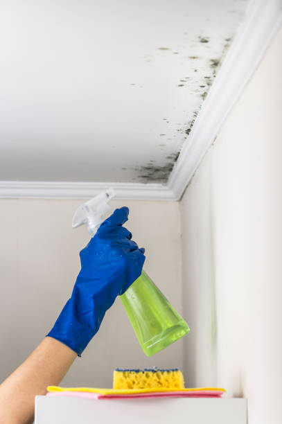 Best Attic Mold Removal  in Lochearn, MD