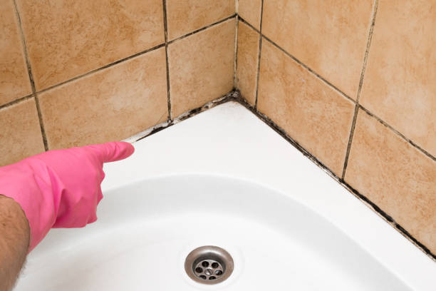 Best Fast Mold Removal  in Lochearn, MD